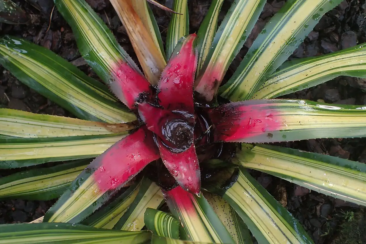 三色彩叶凤梨 (Neoregelia carolinae 'Tricolor') — 特写