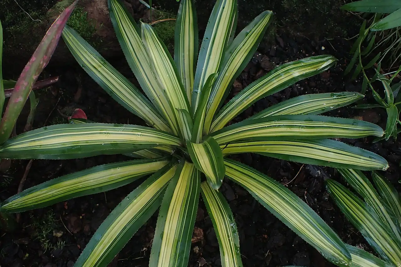 三色彩叶凤梨 (Neoregelia carolinae 'Tricolor') — 环境展示