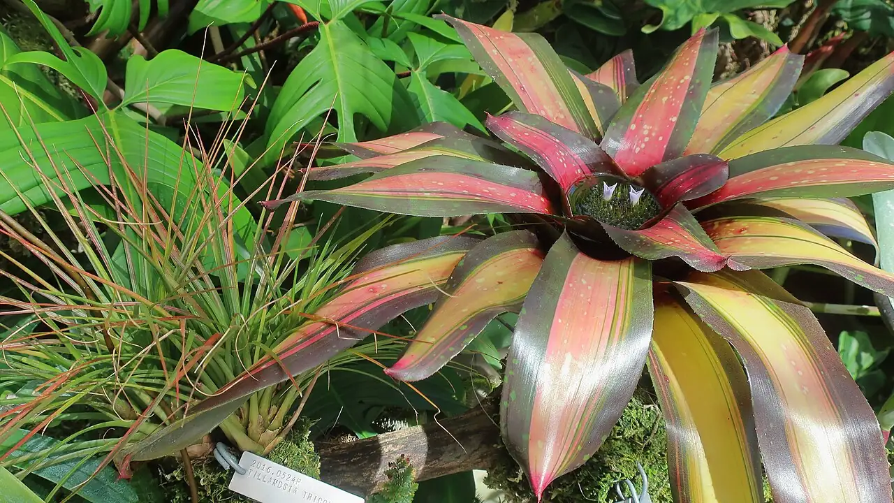 三色彩叶凤梨 (Neoregelia carolinae 'Tricolor') — 更多视角
