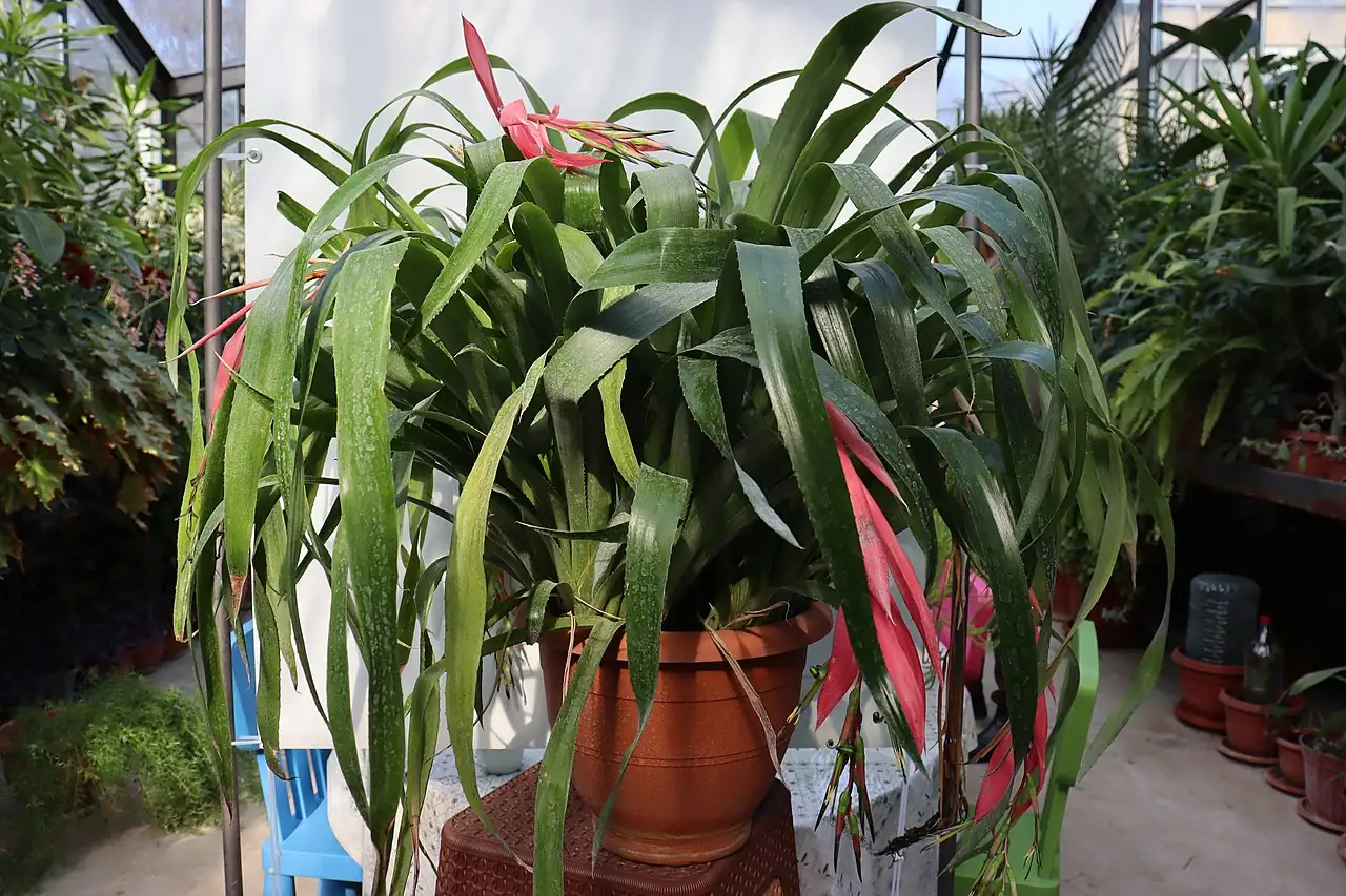 垂花水塔花 (Billbergia nutans) — 细节