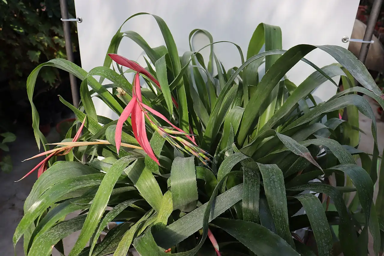 垂花水塔花 (Billbergia nutans) — 特写