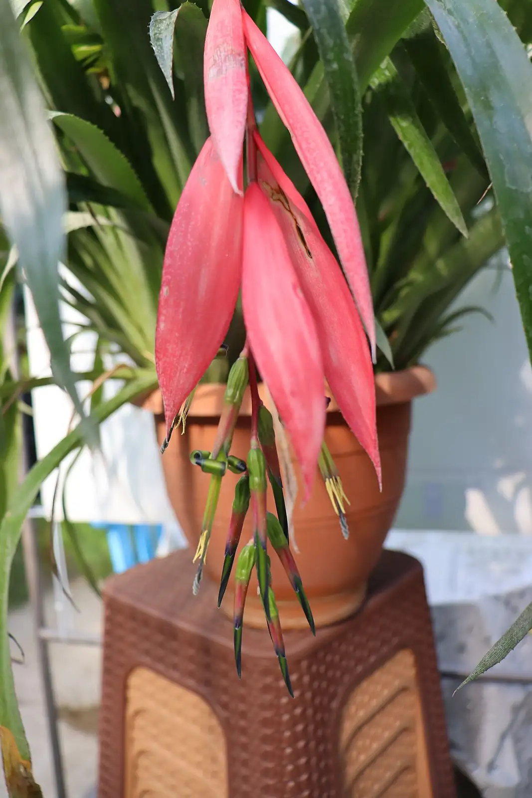 垂花水塔花 (Billbergia nutans) — 环境展示