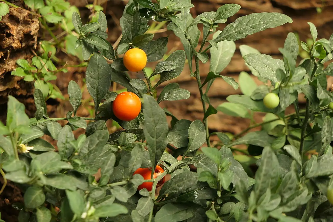 珊瑚樱 (Solanum pseudocapsicum) — 细节