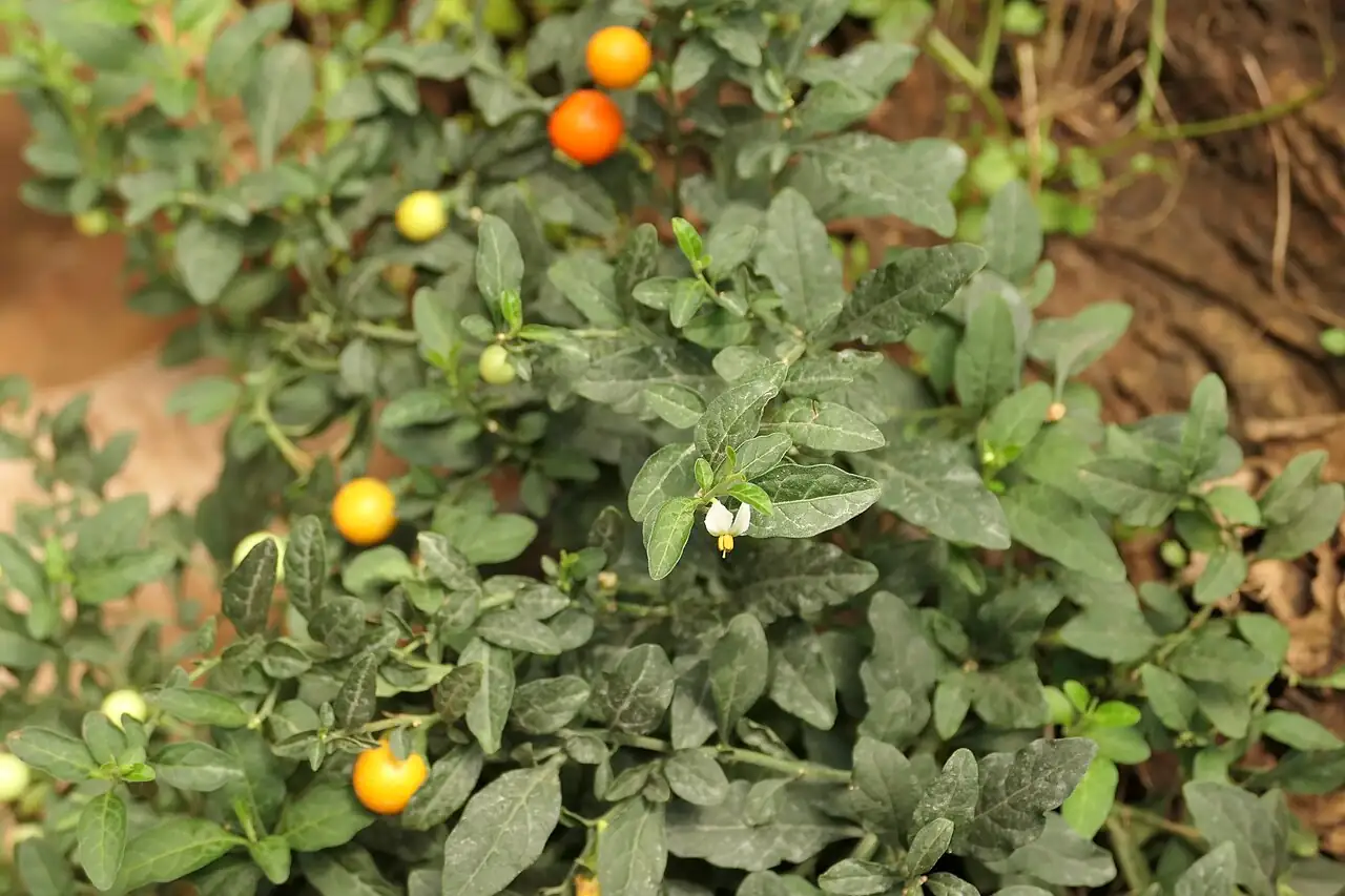 珊瑚樱 (Solanum pseudocapsicum) — 环境展示