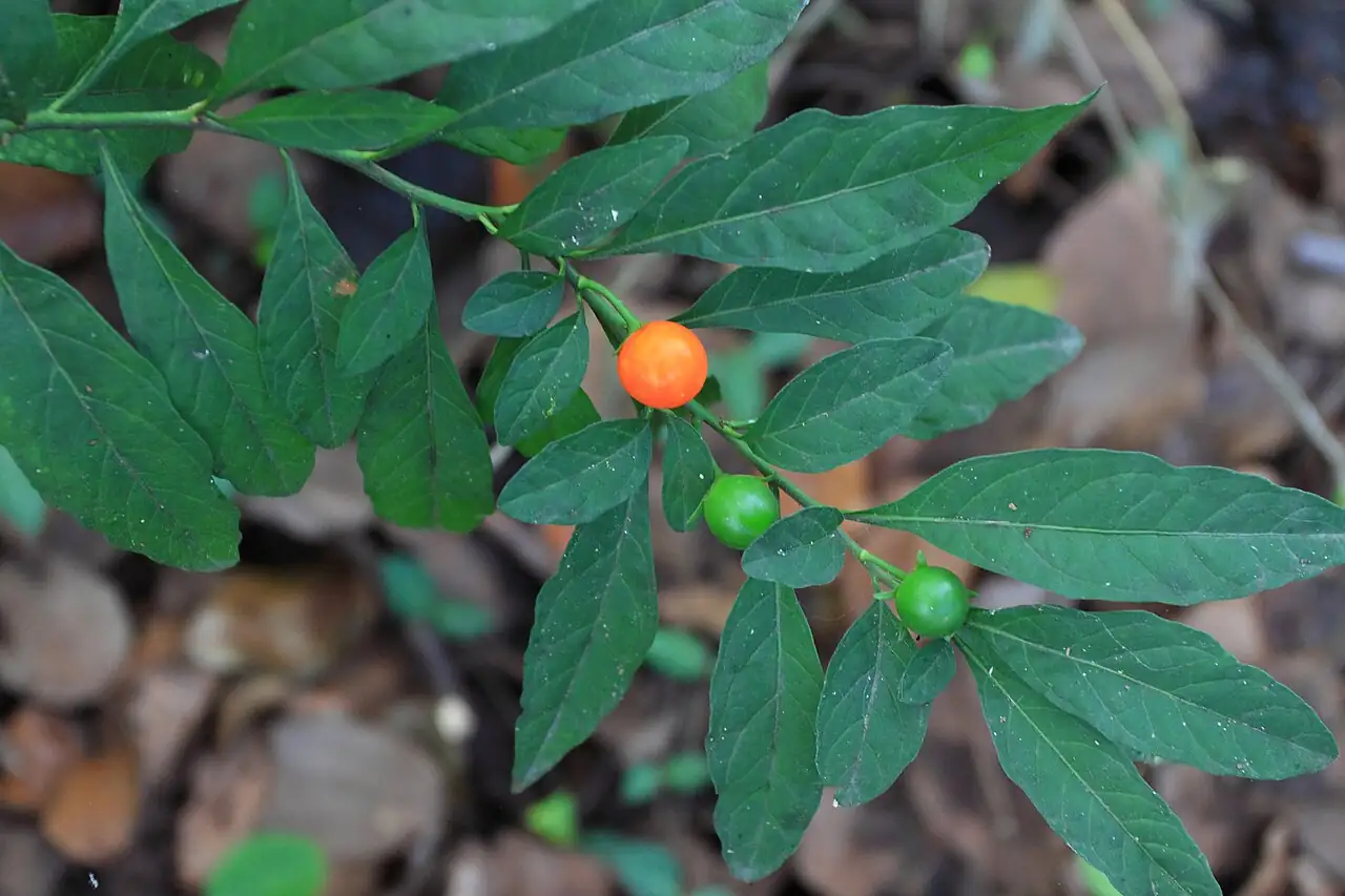 珊瑚樱 (Solanum pseudocapsicum) — 更多视角