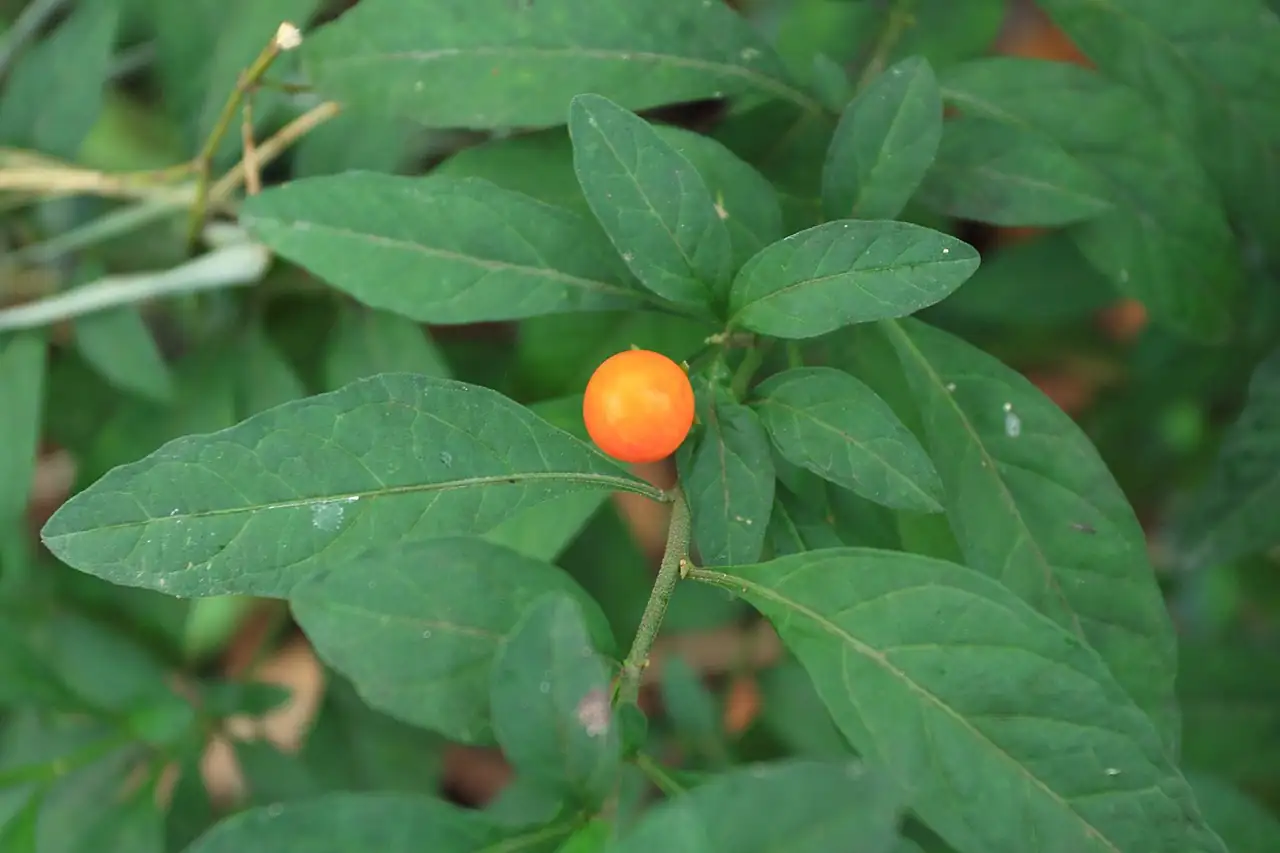 珊瑚樱 (Solanum pseudocapsicum) — 更多视角