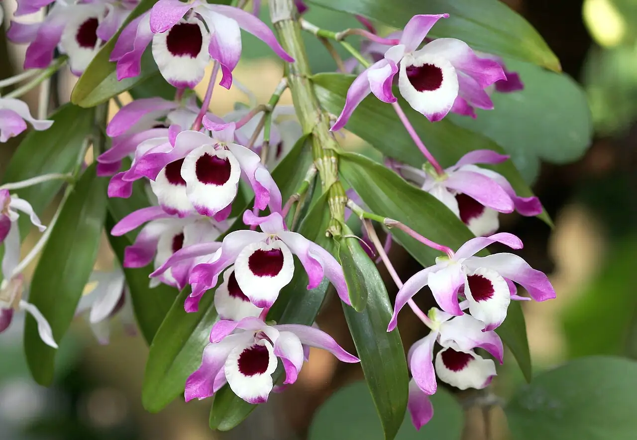 石斛 (Dendrobium (nobile-type hybrids)) — 更多视角