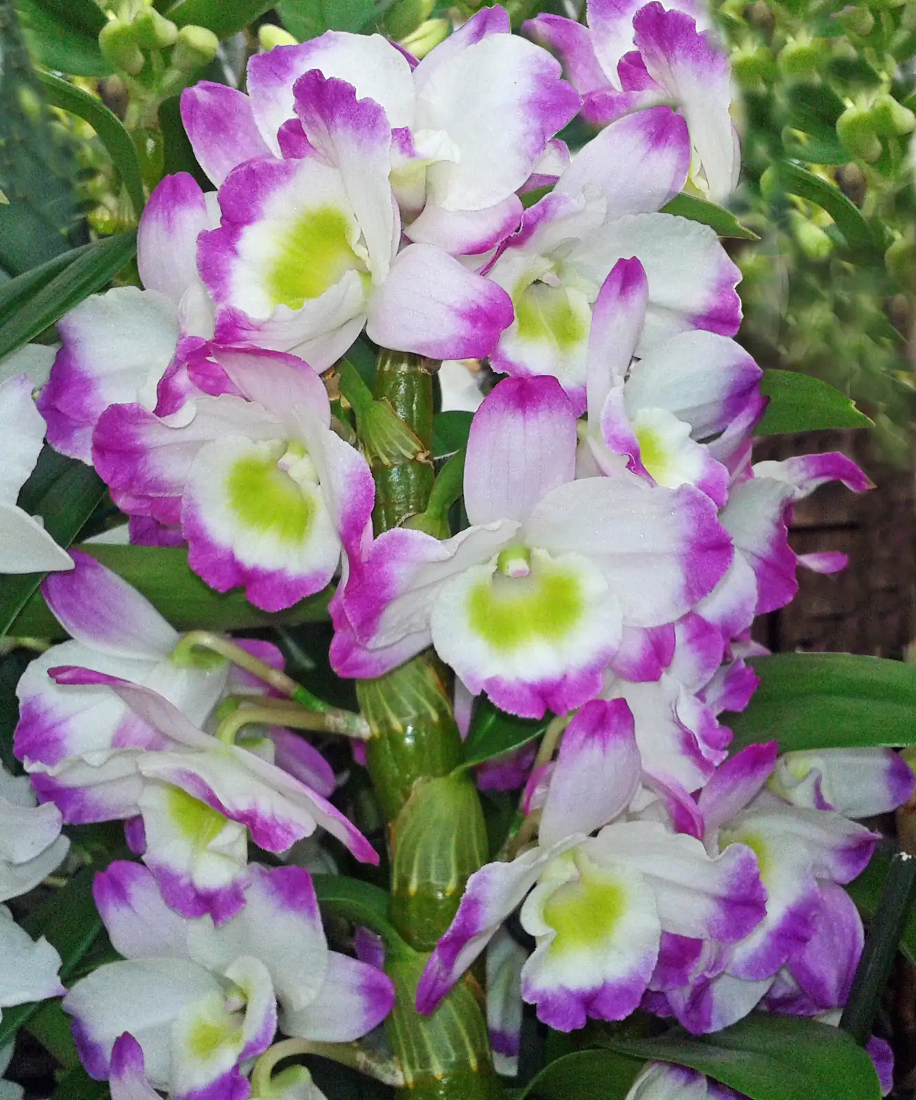 石斛 (Dendrobium (nobile-type hybrids)) — 环境展示