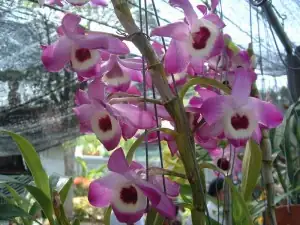 石斛 (Dendrobium (nobile-type hybrids)) — 更多视角