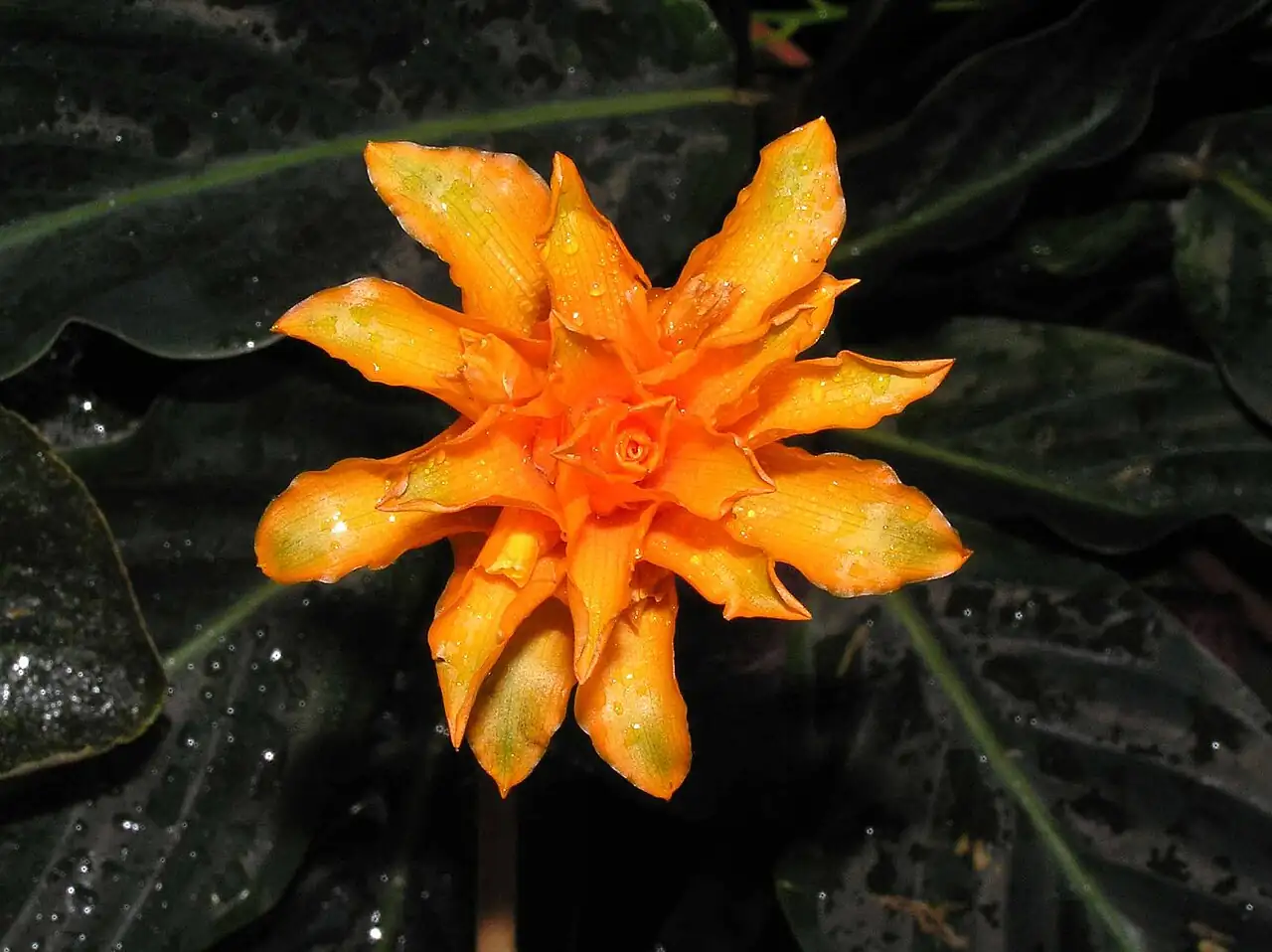 金花竹芋 (Calathea crocata) — 环境展示