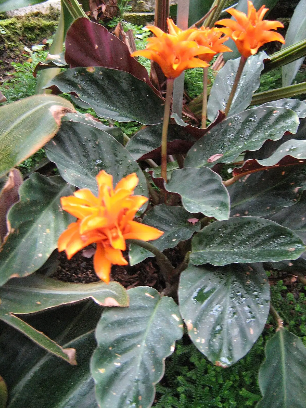 金花竹芋 (Calathea crocata) — 更多视角