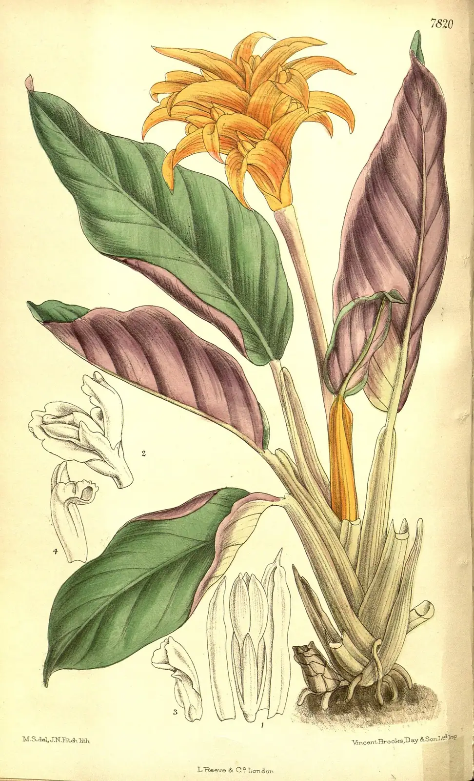 金花竹芋 (Calathea crocata) — 更多视角