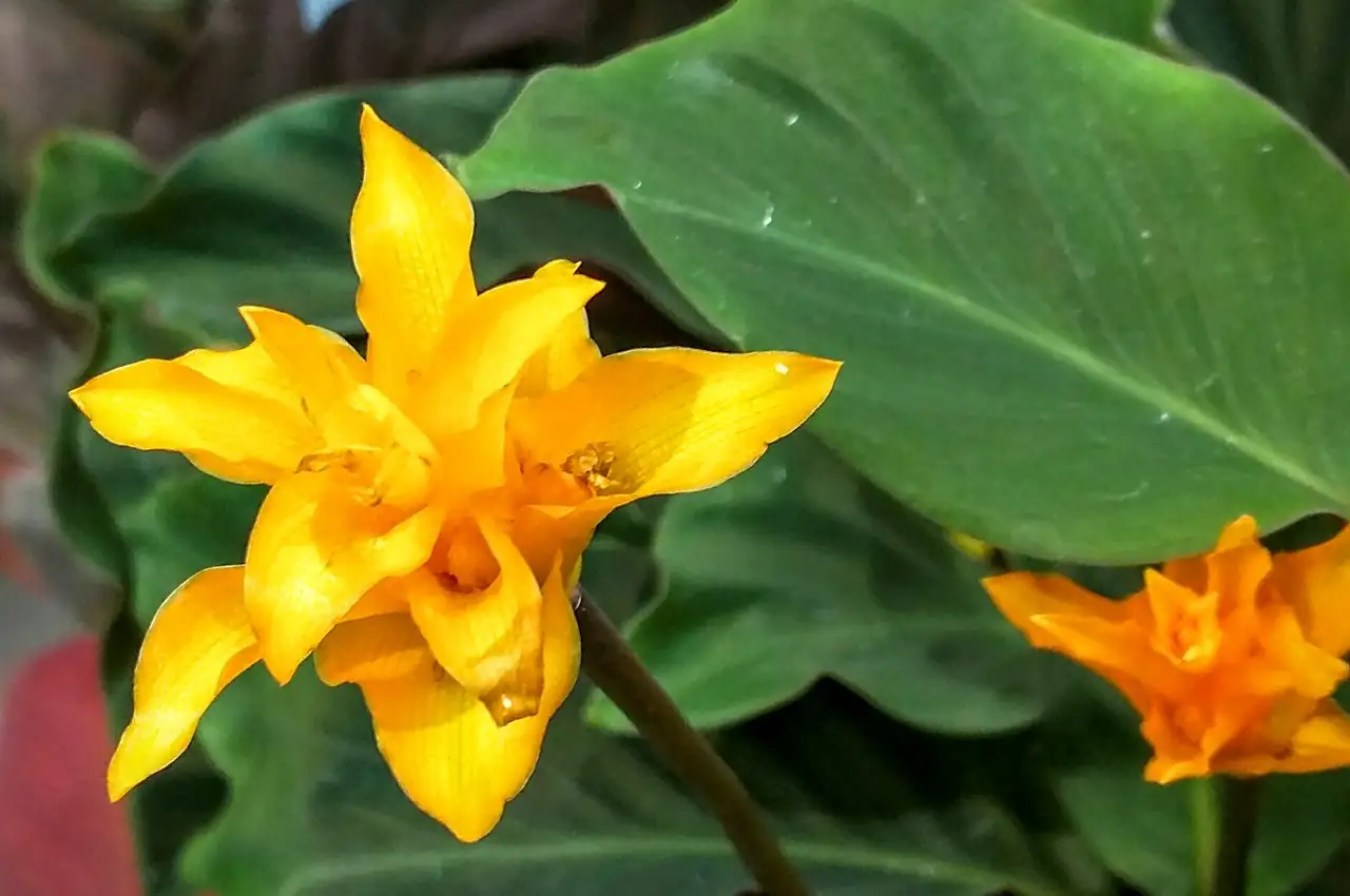 金花竹芋 (Calathea crocata) — 更多视角
