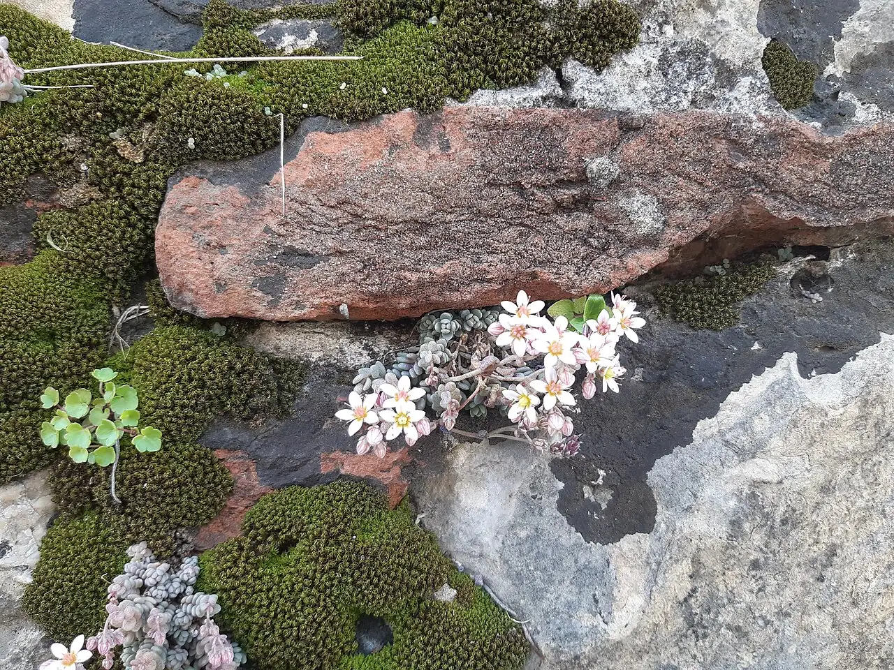 星美人 (Sedum dasyphyllum) — 特写