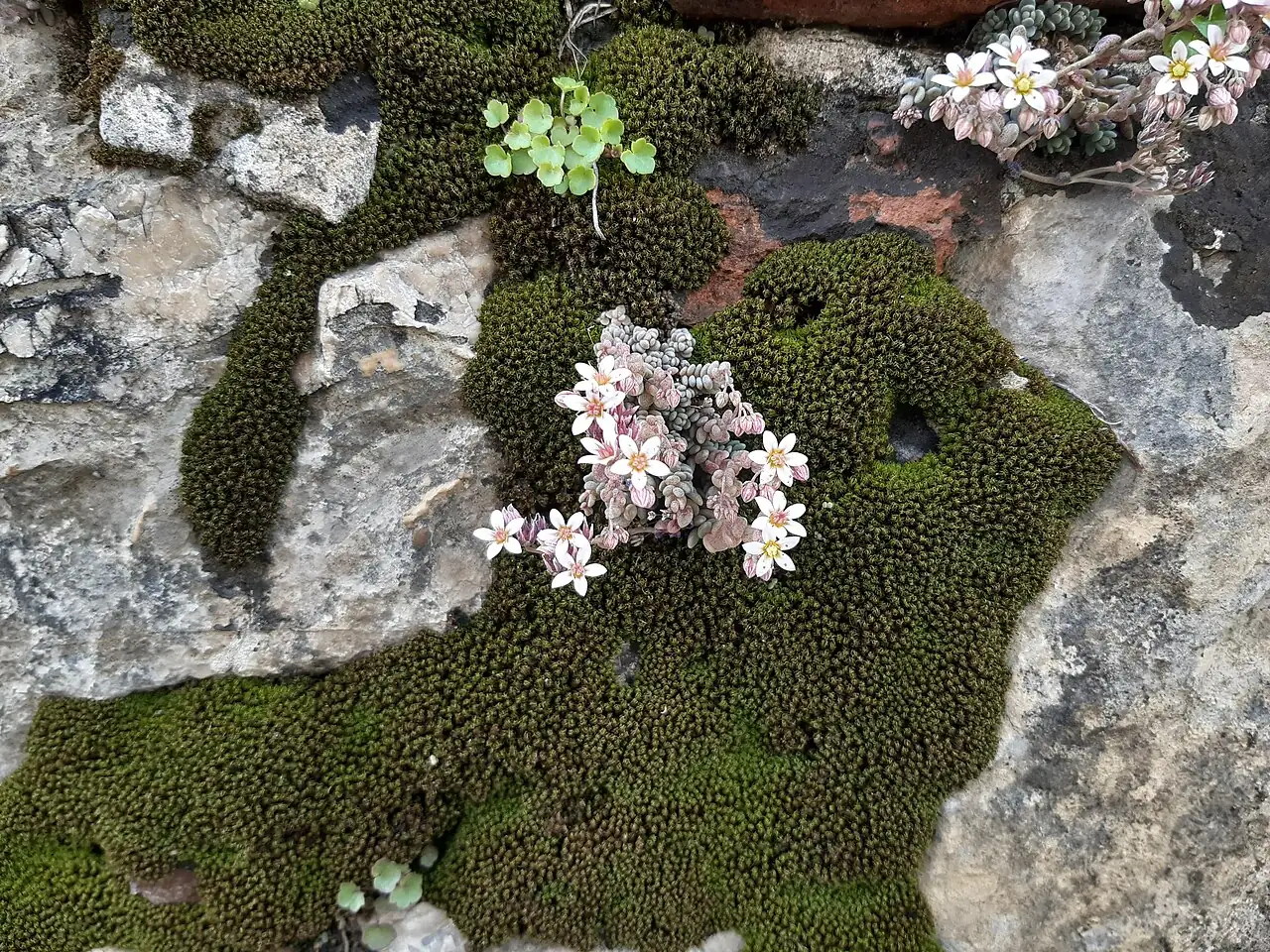 星美人 (Sedum dasyphyllum) — 环境展示