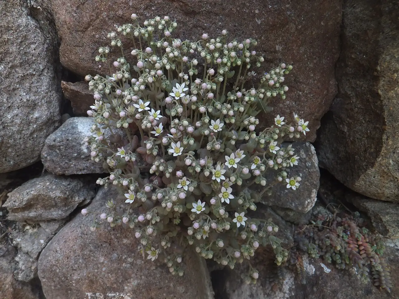 星美人 (Sedum dasyphyllum) — 更多视角