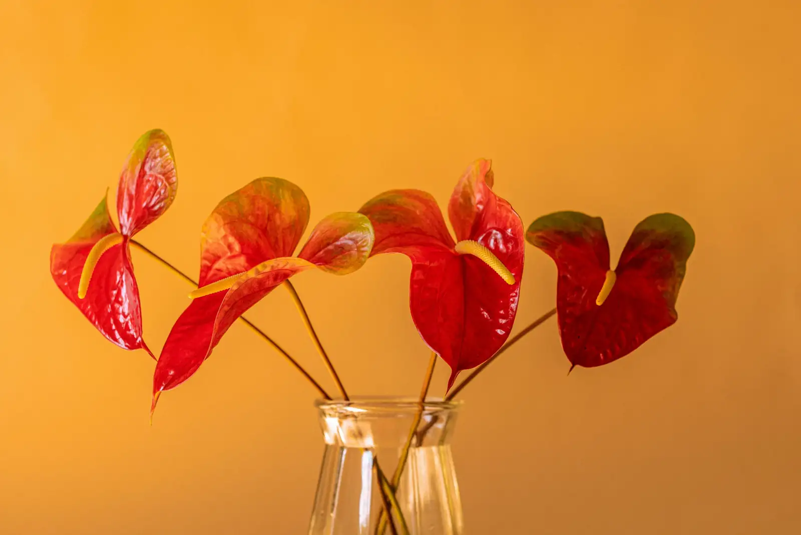 花烛 (Anthurium andraeanum) — 环境展示