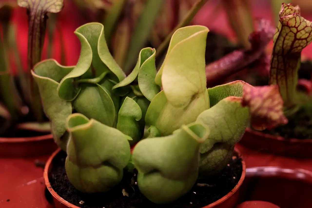 贝拉杂种瓶子草 (Sarracenia 'Bella') — 更多视角