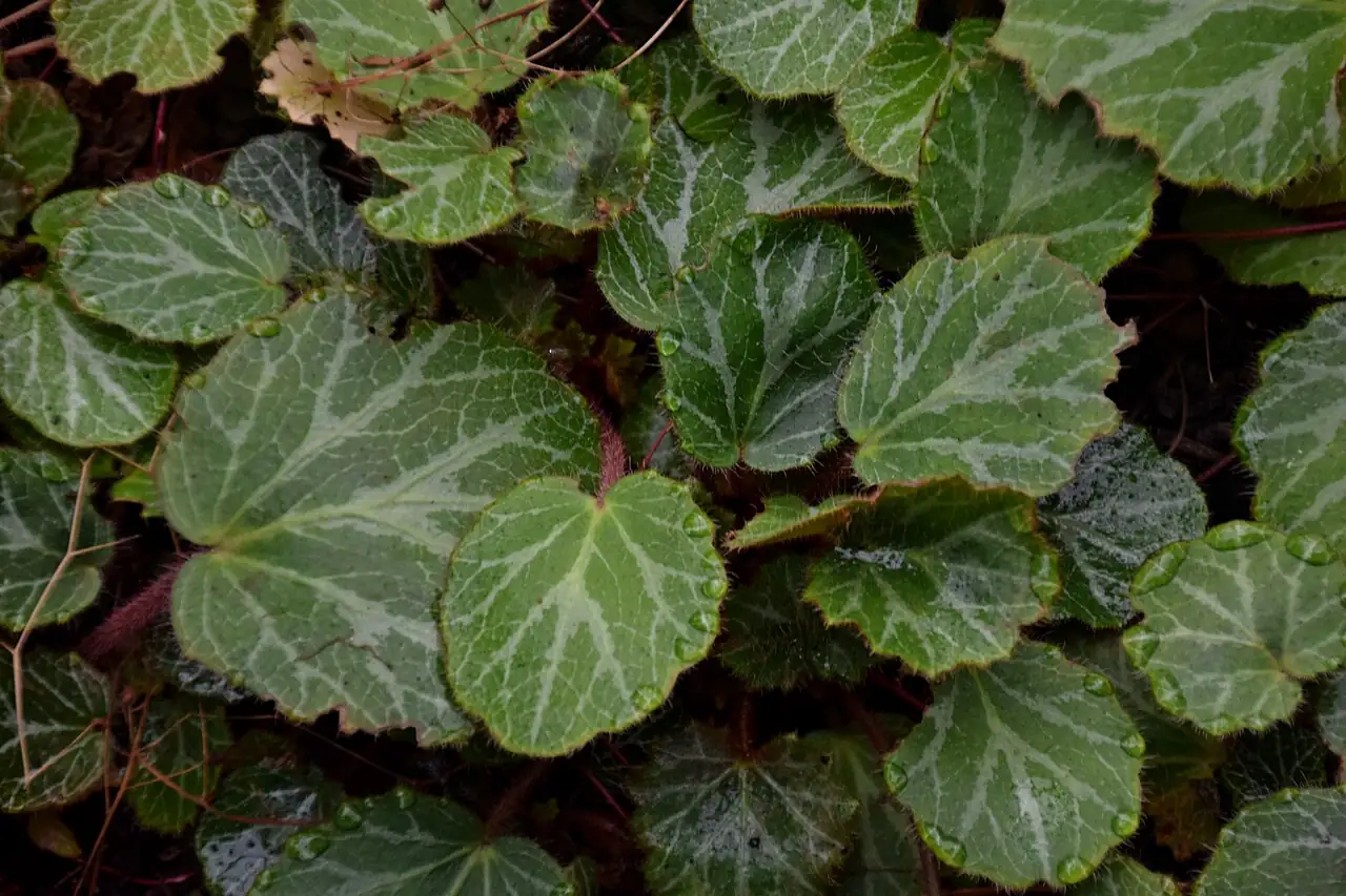 虎耳草 (Saxifraga stolonifera) — 更多视角