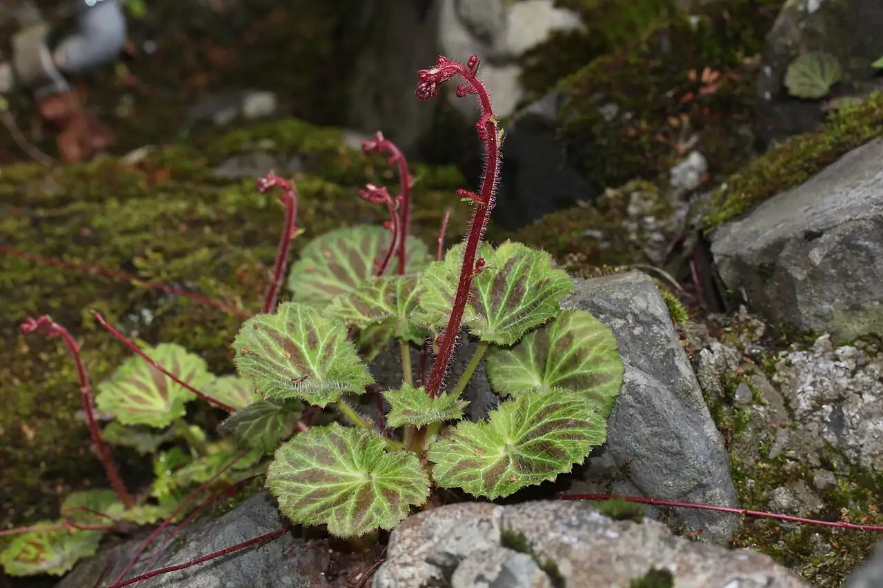 虎耳草 (Saxifraga stolonifera) — 特写