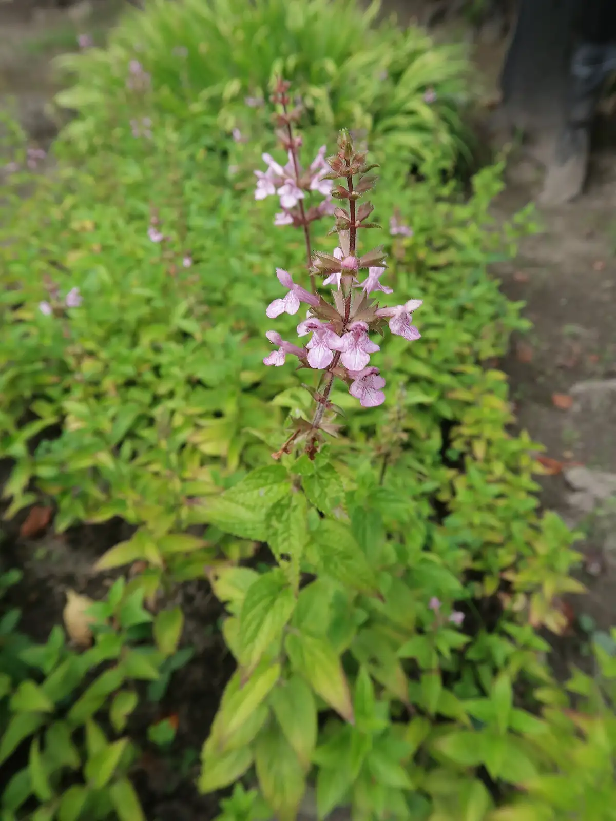 Chinese Artichoke (Stachys sieboldii) — additional view