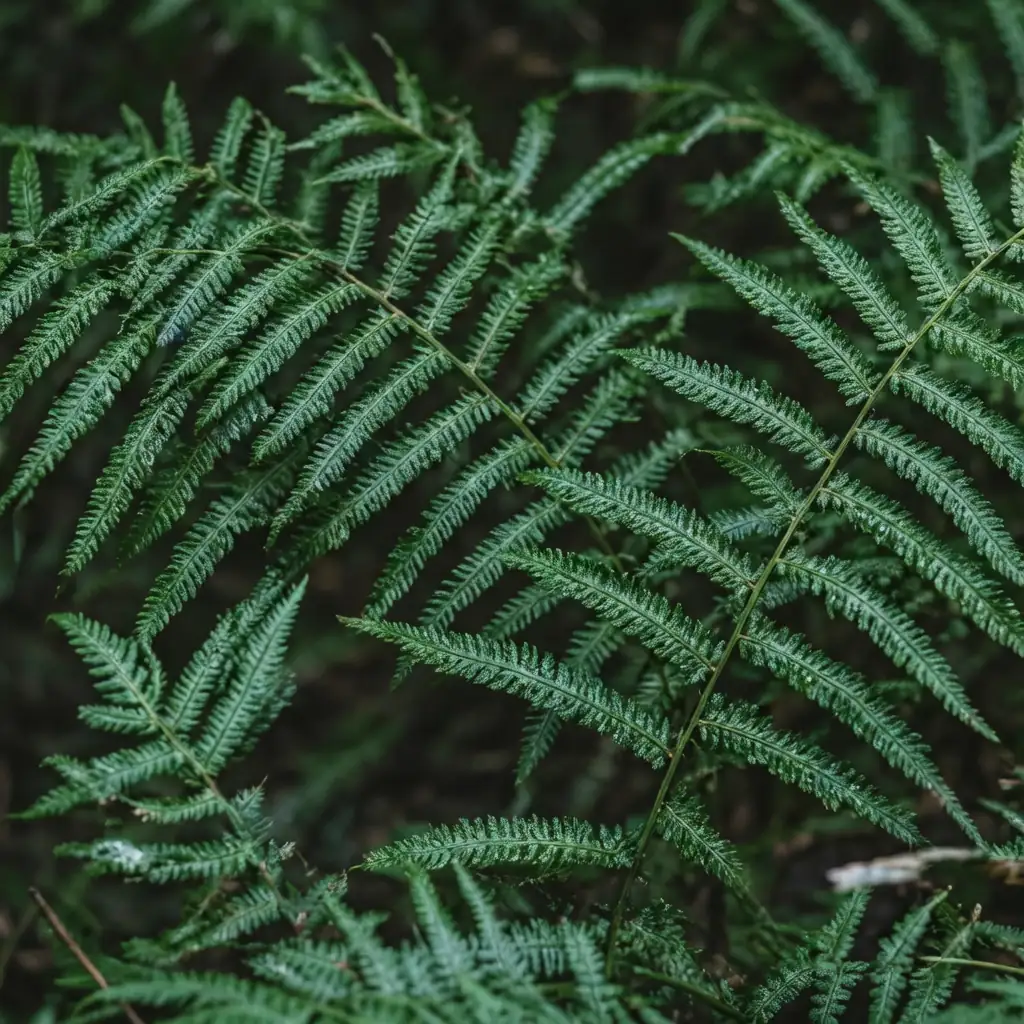 金星蕨 (Parathelypteris glandulifera) — 细节