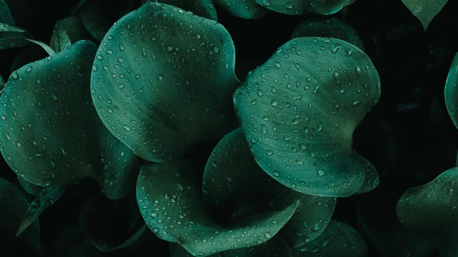 金星蕨 (Parathelypteris glandulifera) — 更多视角
