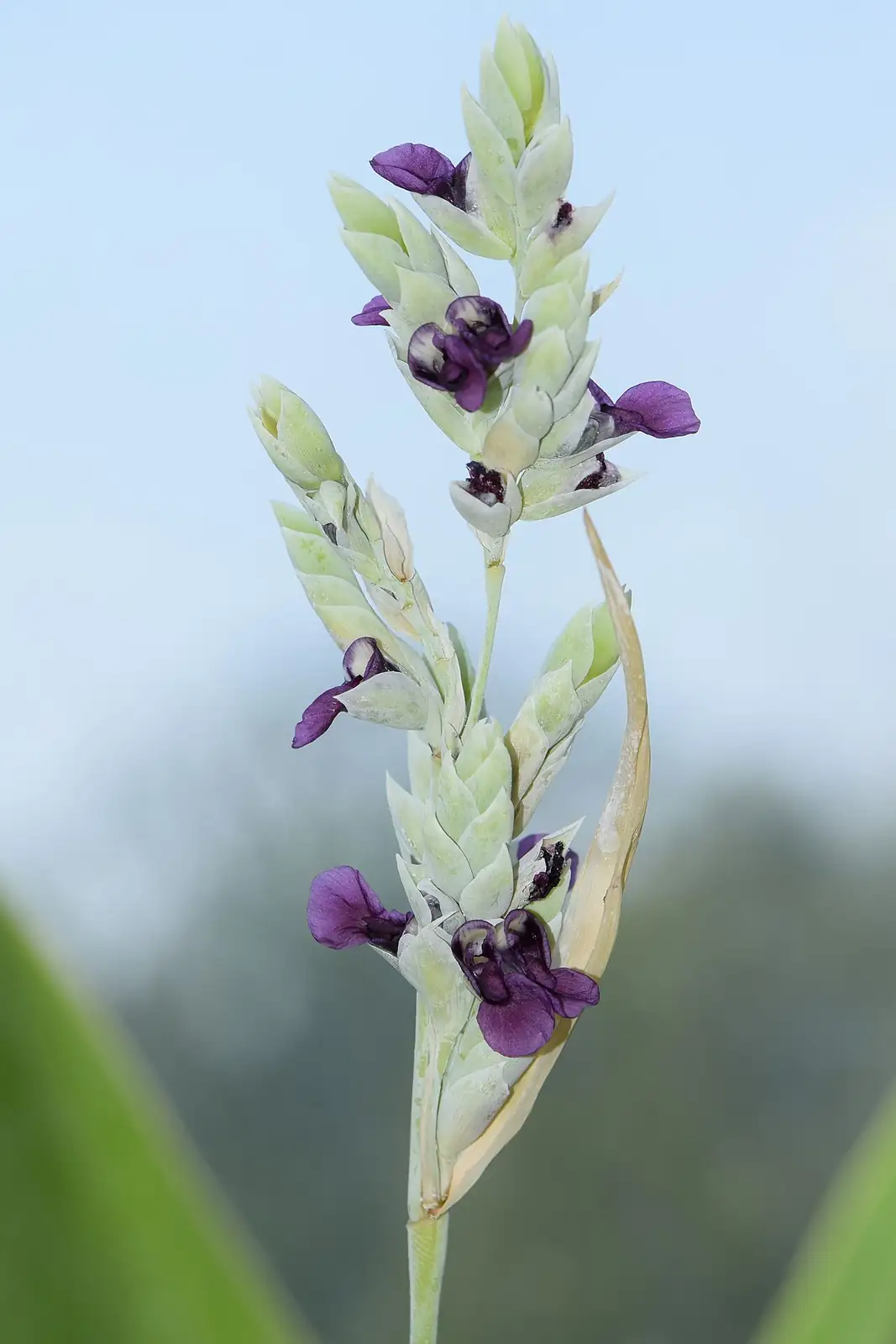 再力花 (Thalia dealbata) — 环境展示