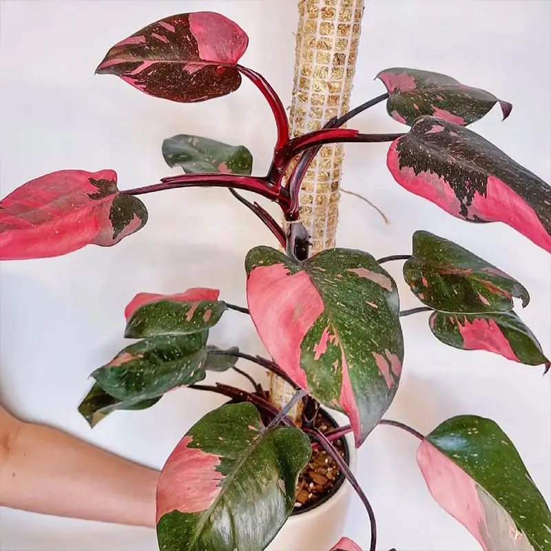 粉公主喜林芋 (Philodendron erubescens 'Pink Princess') — 环境展示
