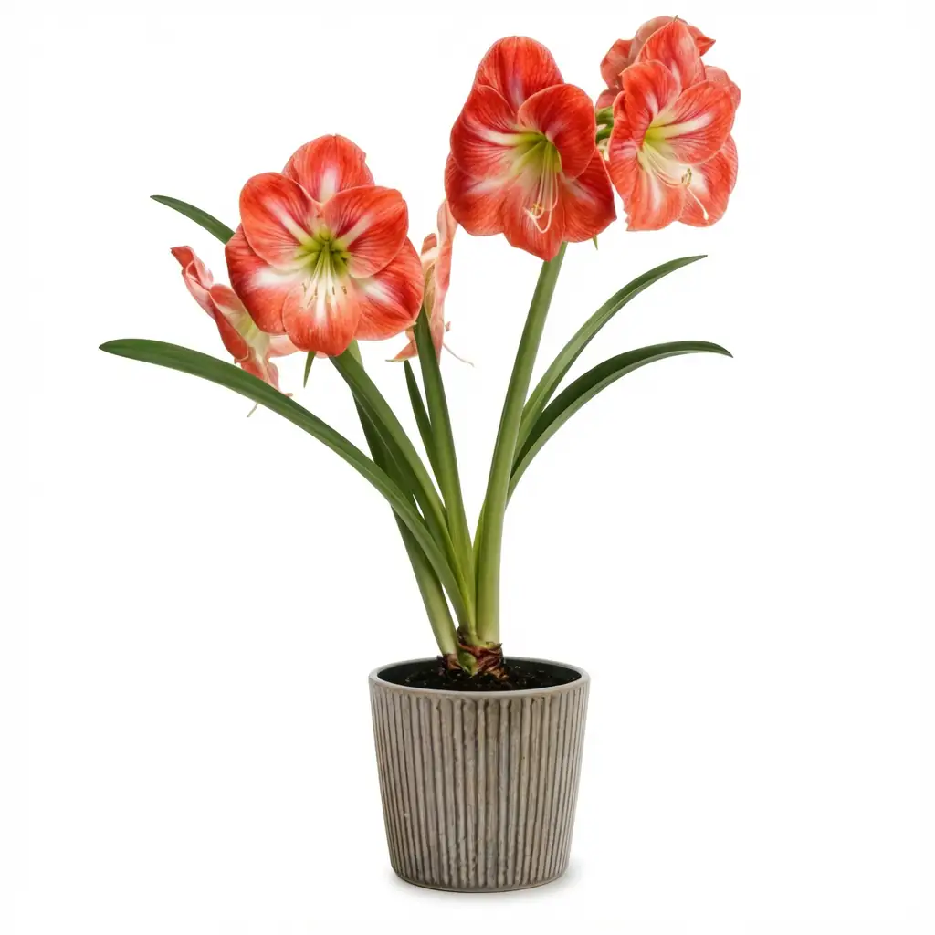 朱顶红 (Hippeastrum × hybridum (Hippeastrum hybrids; often sold as “amaryllis”)) — 细节
