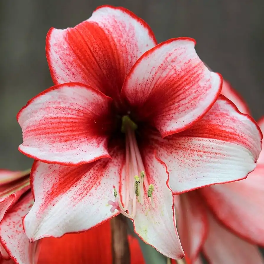 朱顶红 (Hippeastrum × hybridum (Hippeastrum hybrids; often sold as “amaryllis”)) — 特写