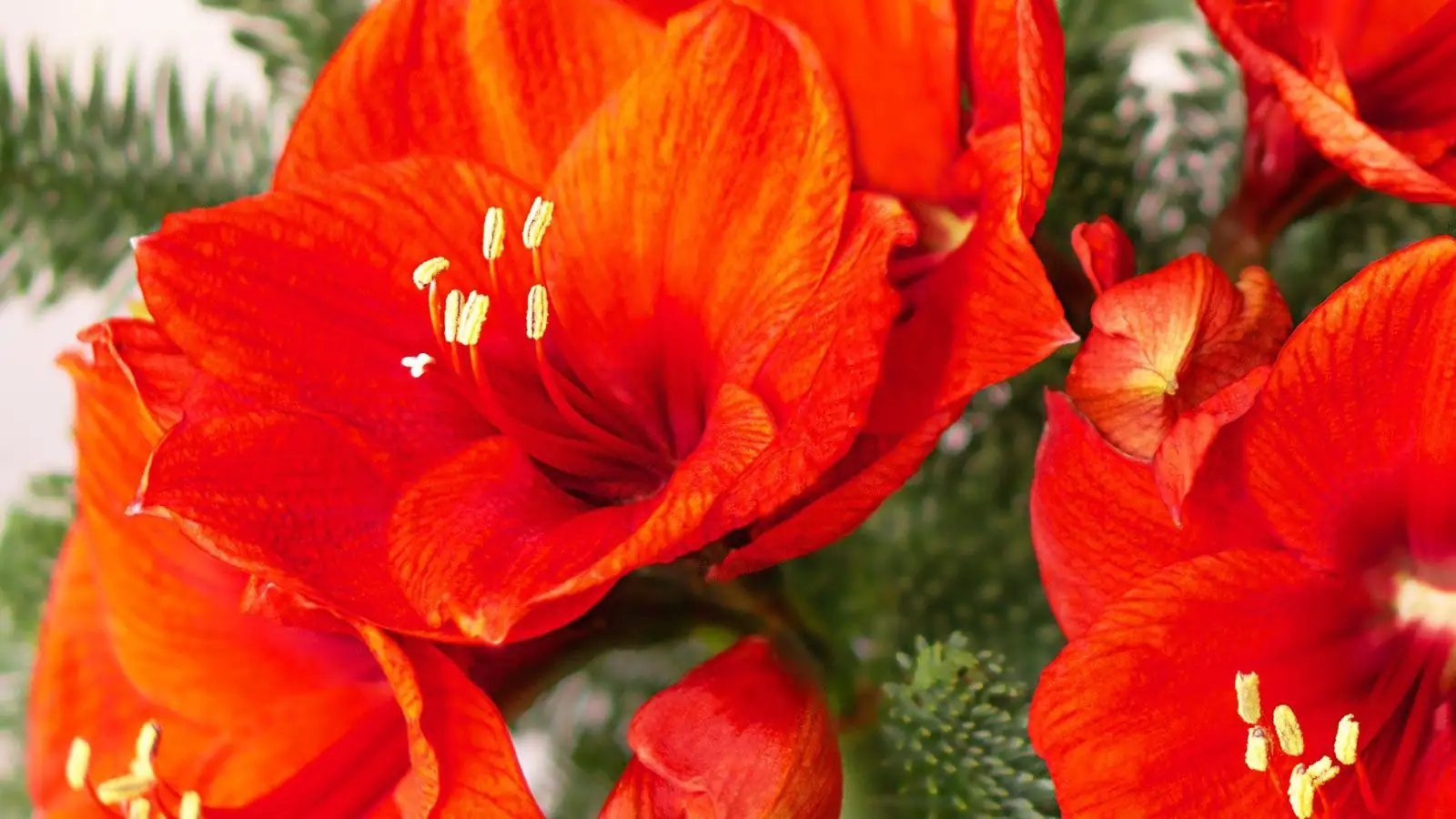 朱顶红 (Hippeastrum × hybridum (Hippeastrum hybrids; often sold as “amaryllis”)) — 环境展示