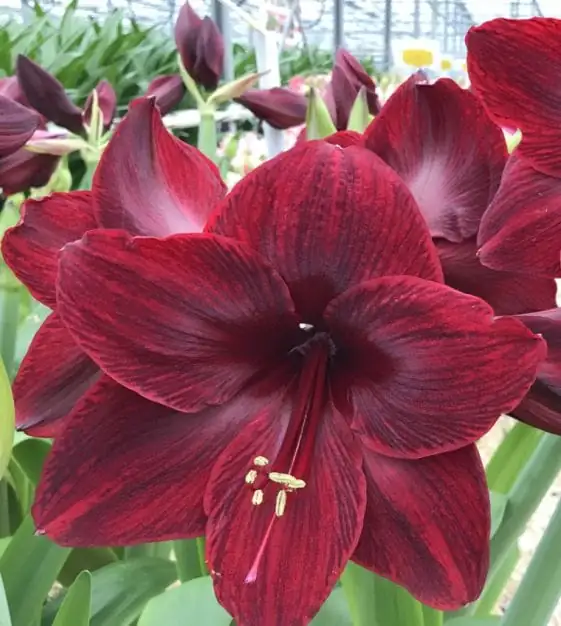 朱顶红 (Hippeastrum × hybridum (Hippeastrum hybrids; often sold as “amaryllis”)) — 更多视角