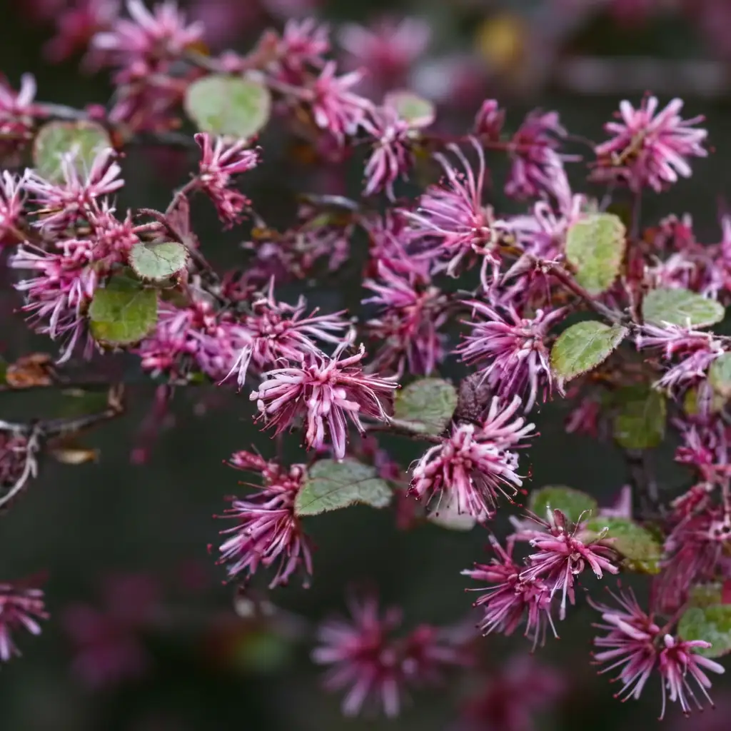 红花檵木 (Loropetalum chinense var. rubrum) — 细节