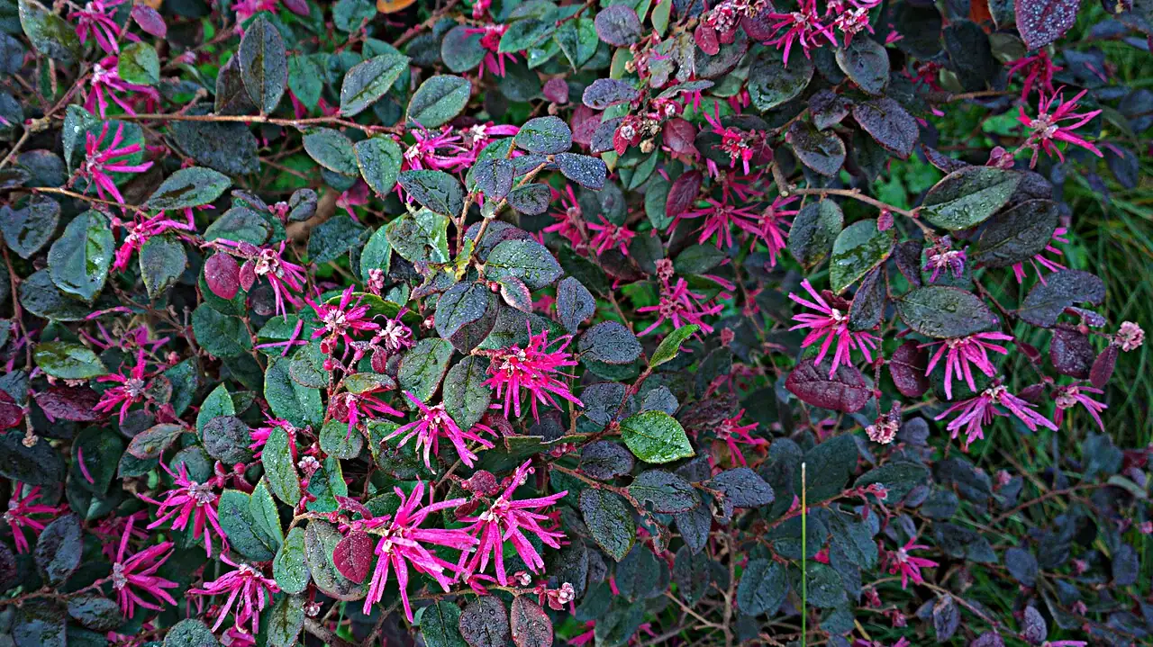 红花檵木 (Loropetalum chinense var. rubrum) — 环境展示