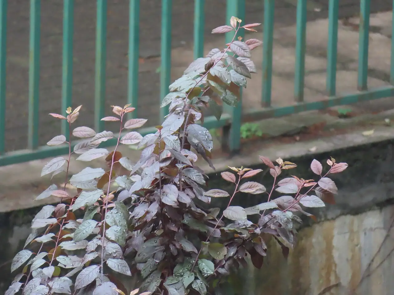 红花檵木 (Loropetalum chinense var. rubrum) — 更多视角
