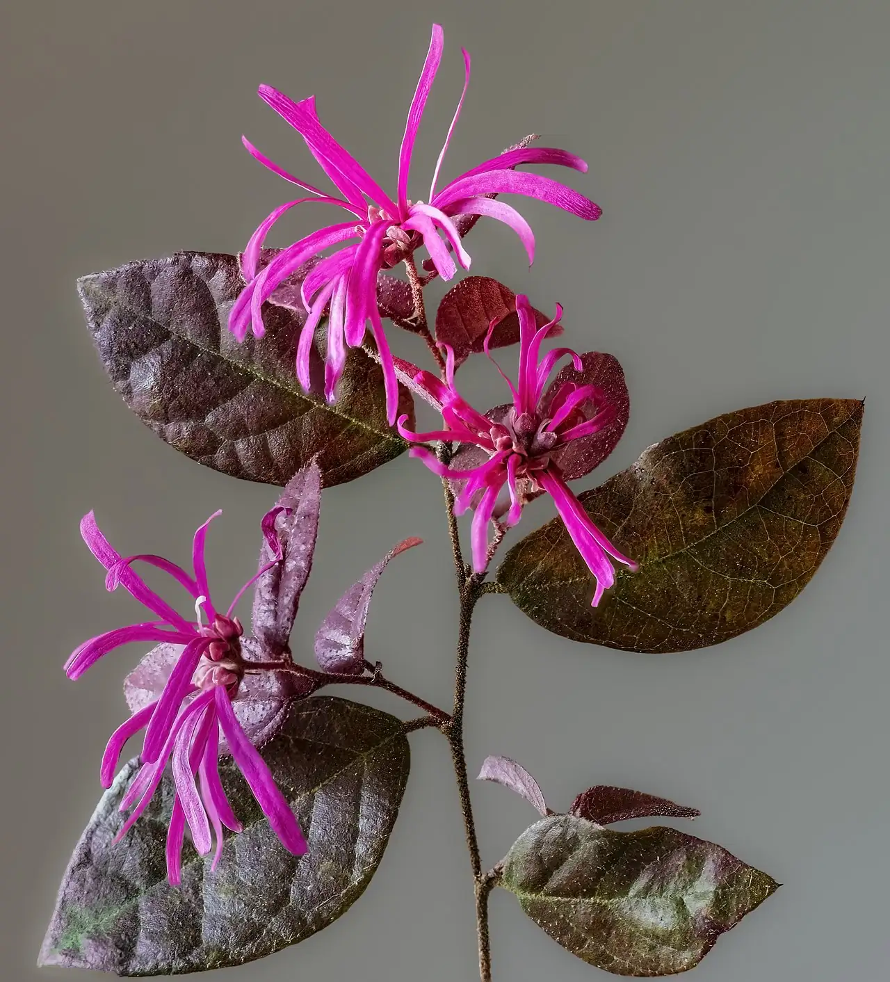 红花檵木 (Loropetalum chinense var. rubrum) — 更多视角