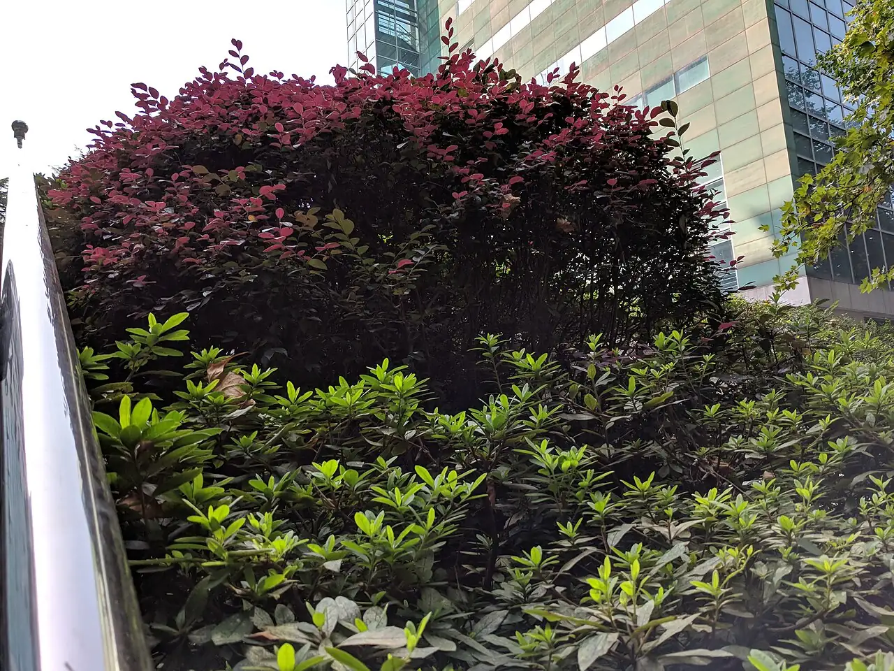 红花檵木 (Loropetalum chinense var. rubrum) — 更多视角