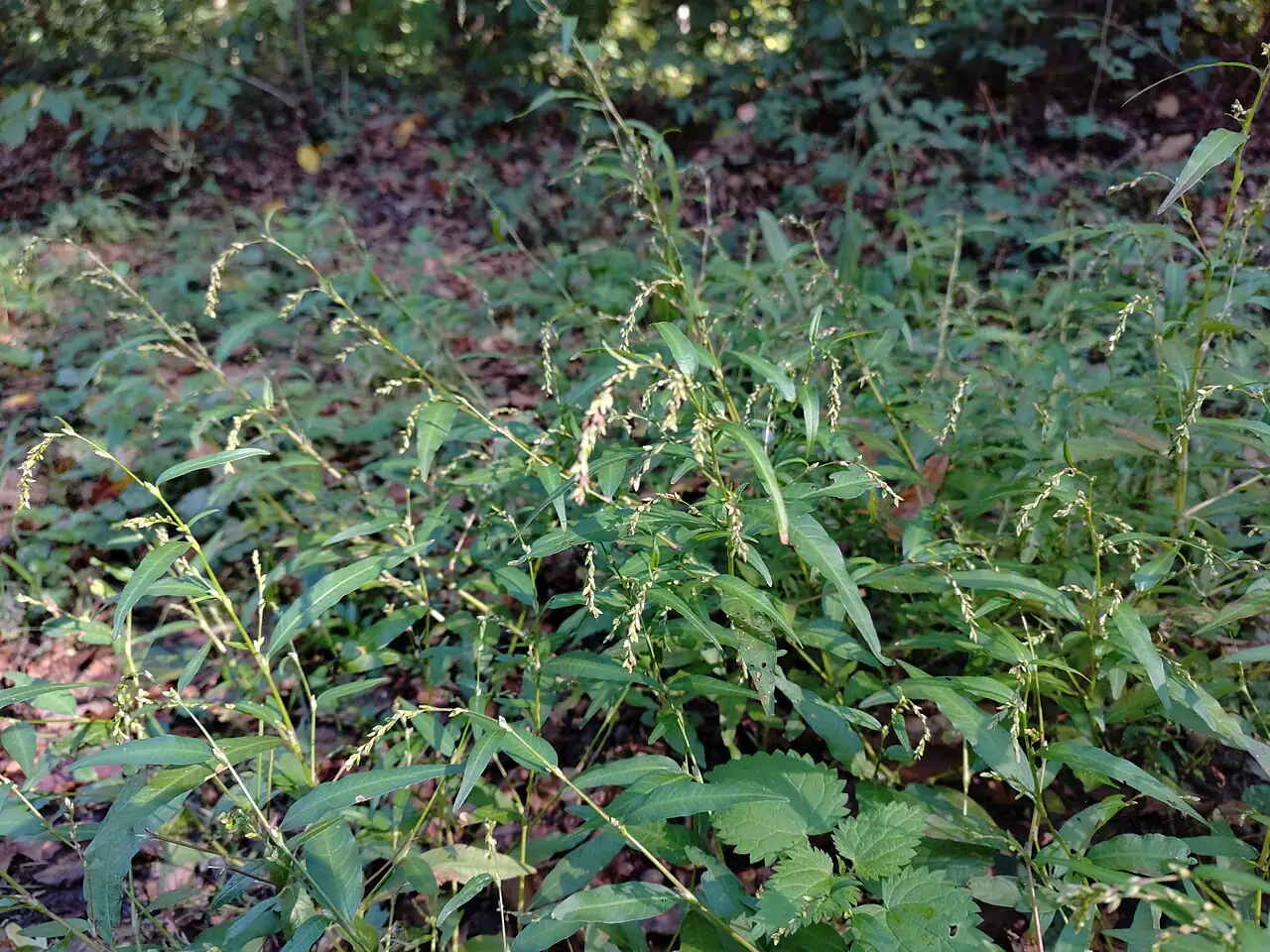 Water Pepper (Persicaria hydropiper) — in setting