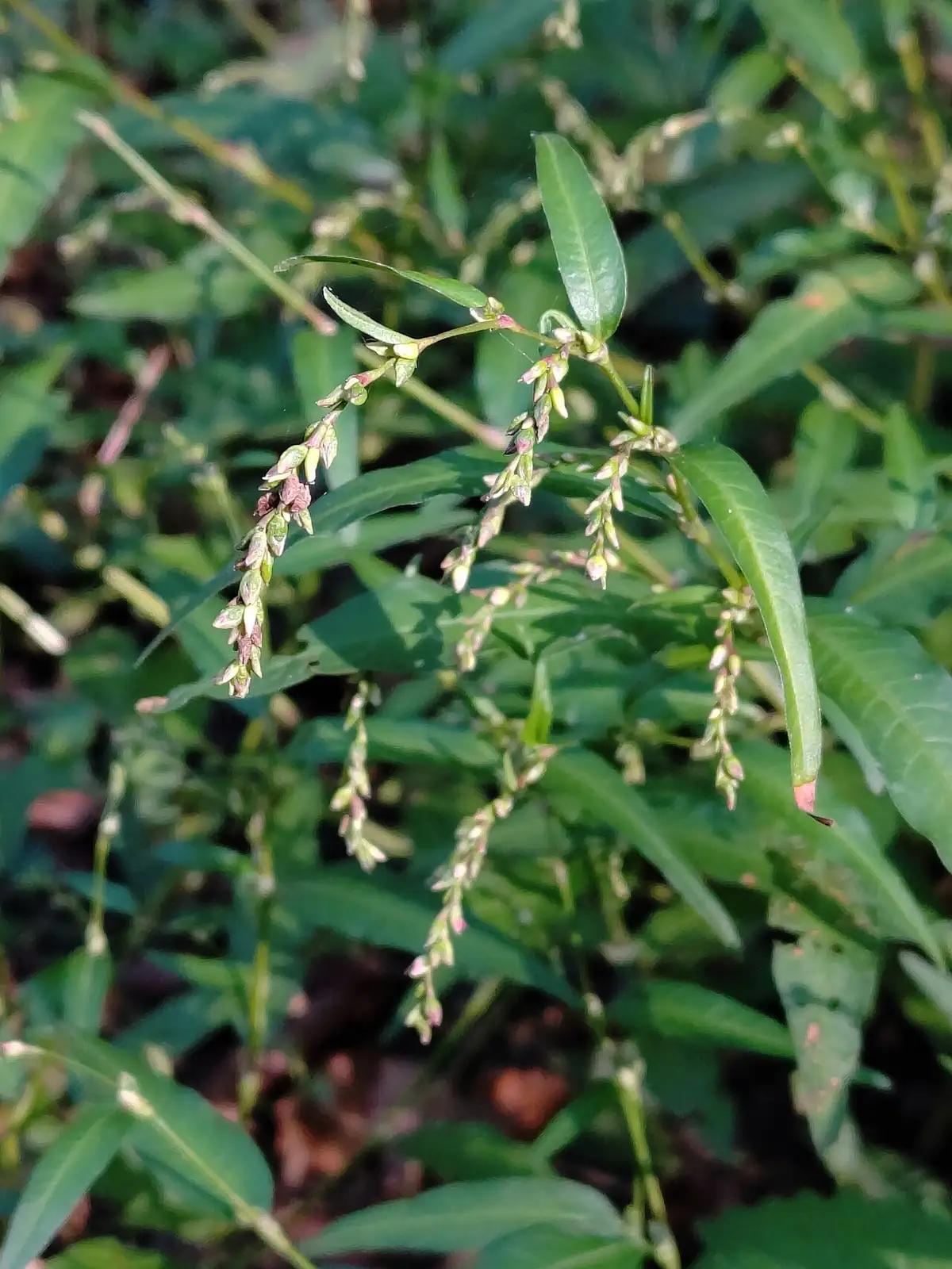 Water Pepper (Persicaria hydropiper) — additional view