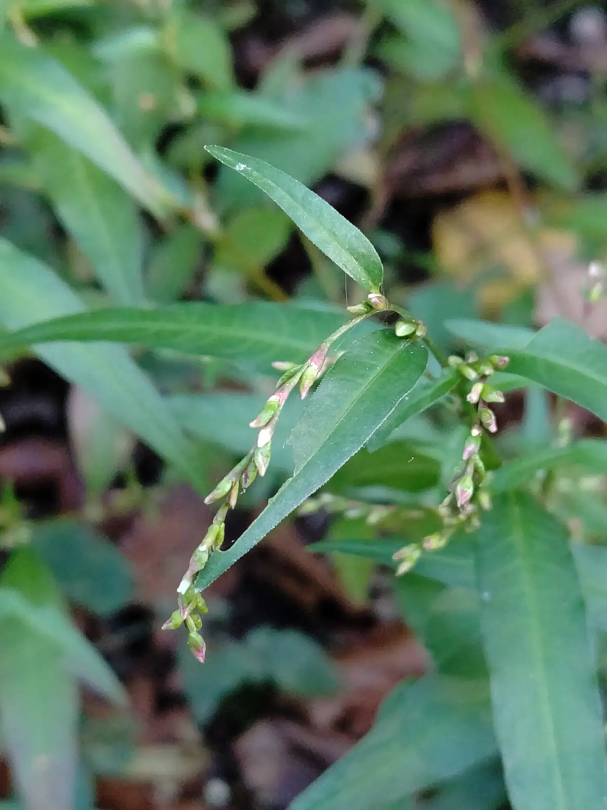 Water Pepper (Persicaria hydropiper) — main view