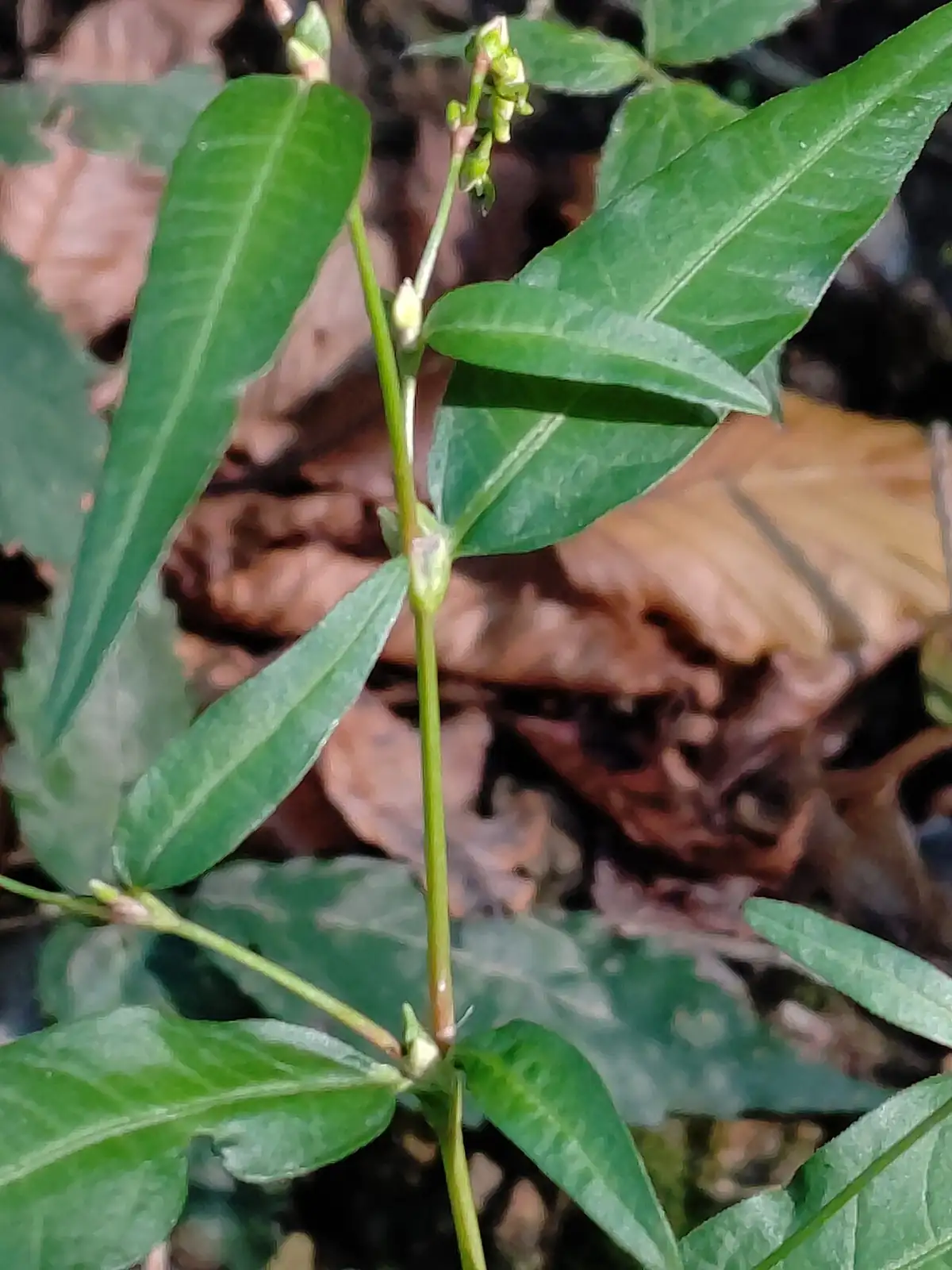 Water Pepper (Persicaria hydropiper) — additional view