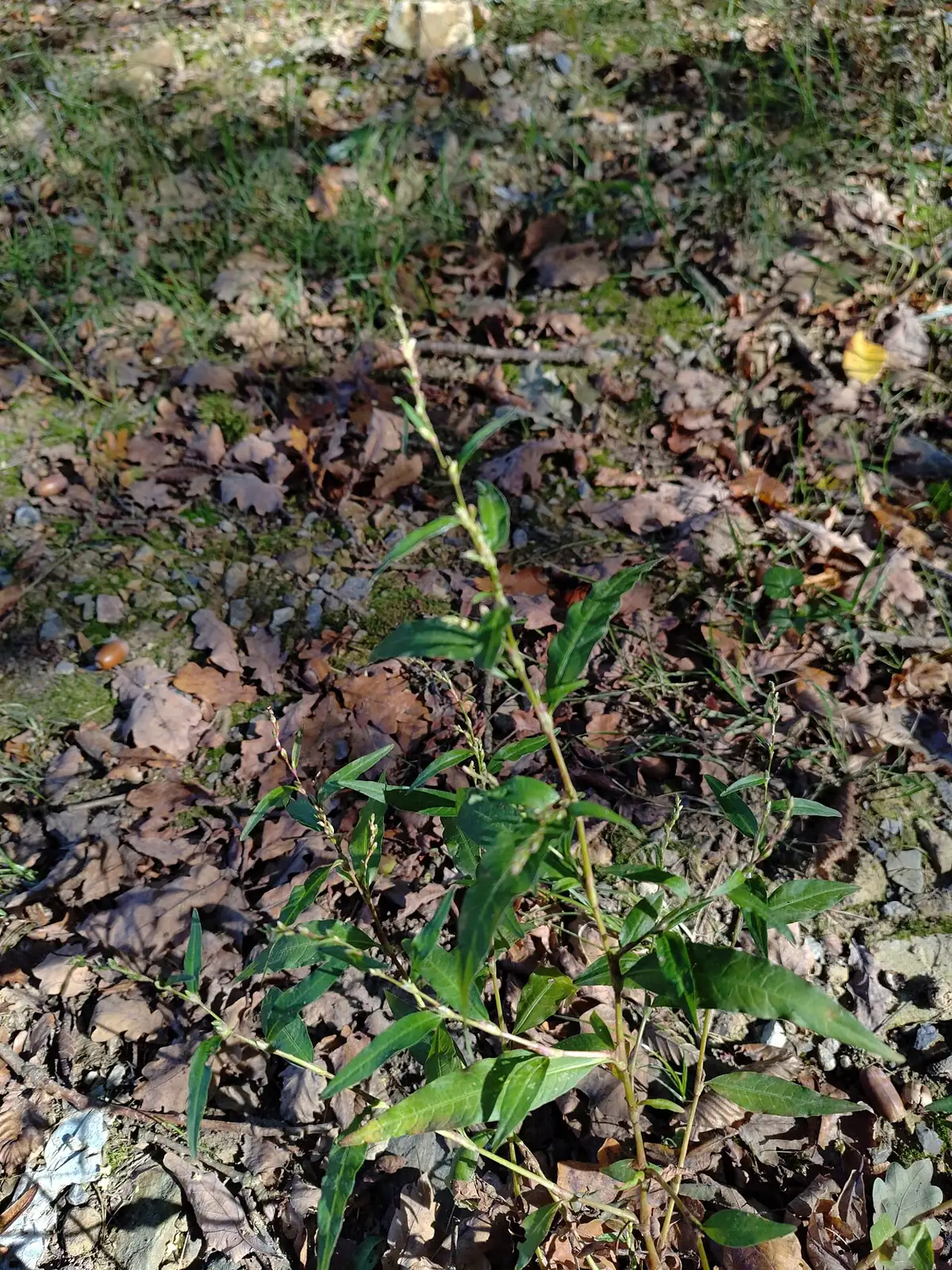 Water Pepper (Persicaria hydropiper) — additional view