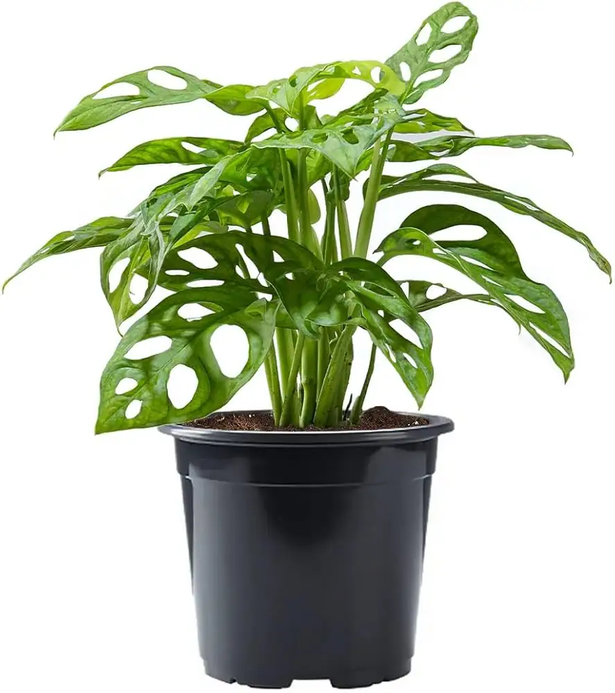 瑞士奶酪藤 (Monstera adansonii) — 细节
