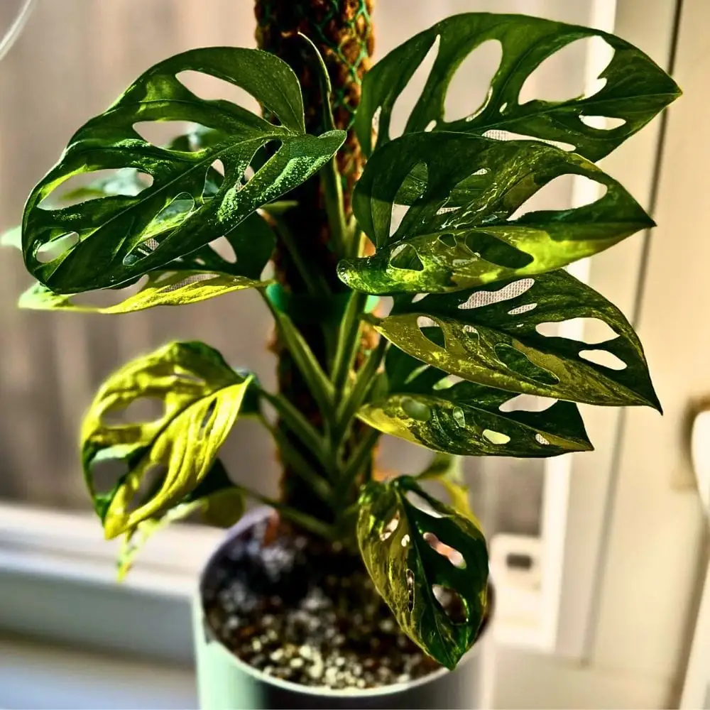 瑞士奶酪藤 (Monstera adansonii) — 环境展示
