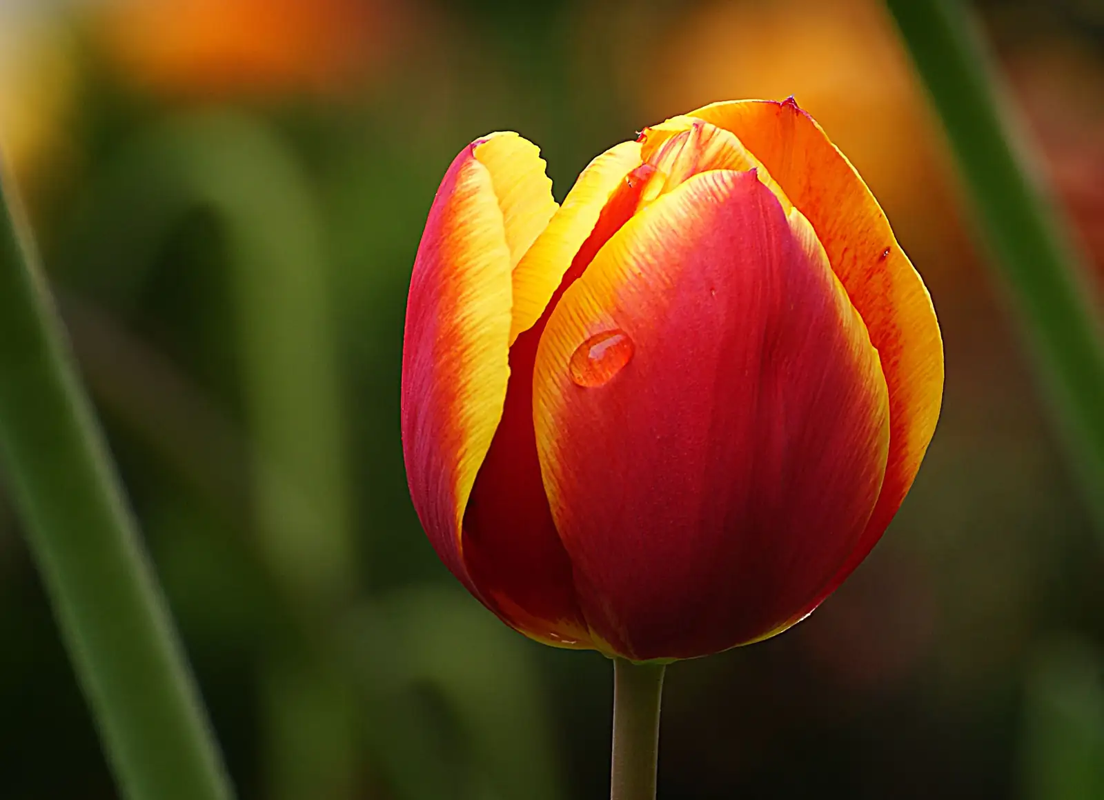 郁金香 (Tulipa spp.) — 环境展示