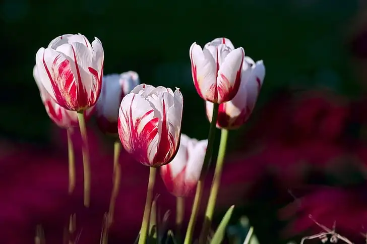 郁金香 (Tulipa spp.) — 更多视角