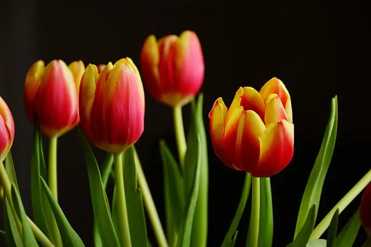 郁金香 (Tulipa spp.) — 细节