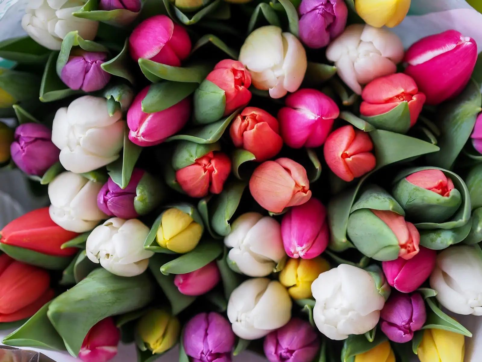 郁金香 (Tulipa spp.) — 更多视角