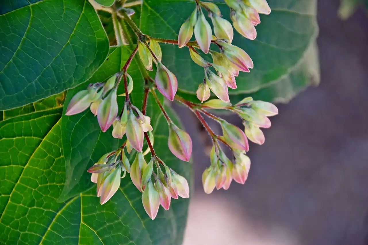 Harlequin Glorybower (Clerodendrum trichotomum) — additional view